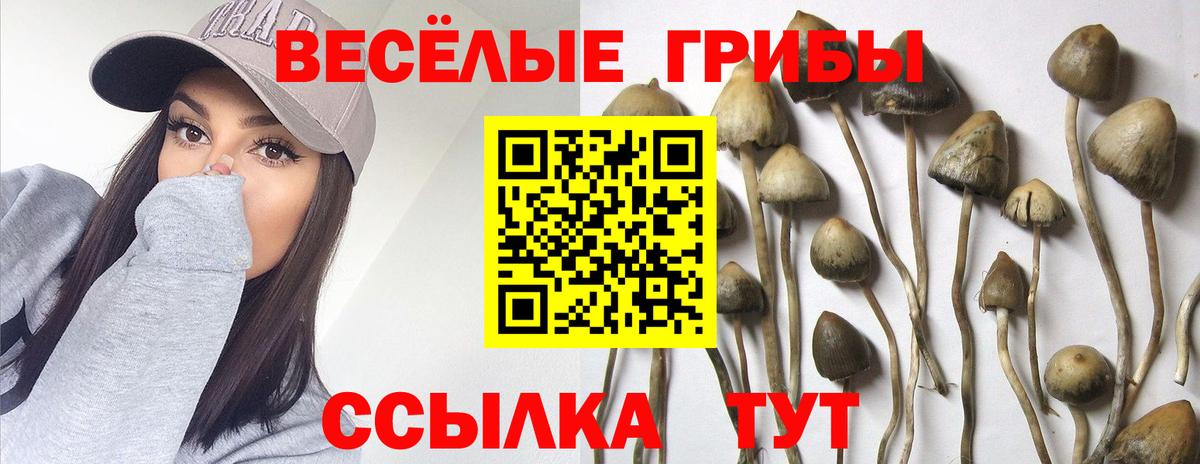 Галлюциногенные грибы мицелий Ленинск-Кузнецкий
